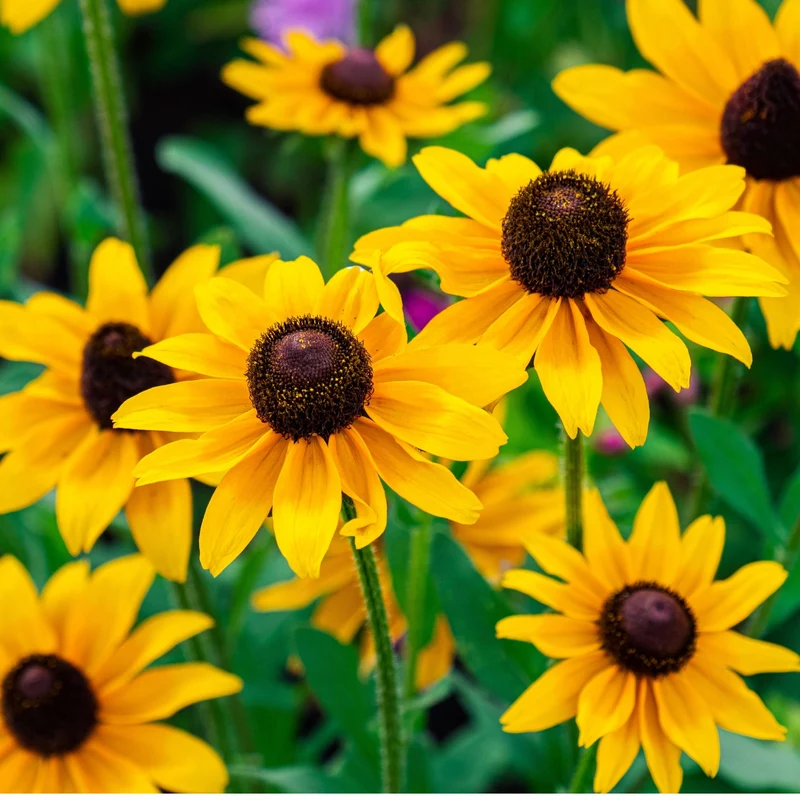 Rudbeckia 'Goldsturm' - Rudbeckie 'Goldsturm'