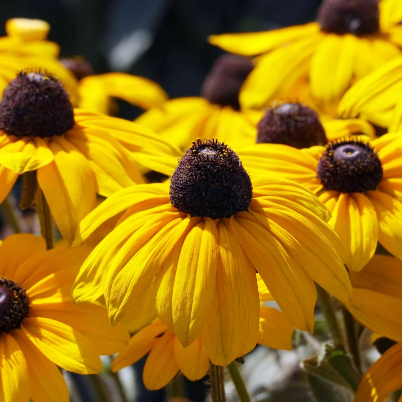 Rudbeckia 'Goldsturm' - Rudbeckie 'Goldsturm'