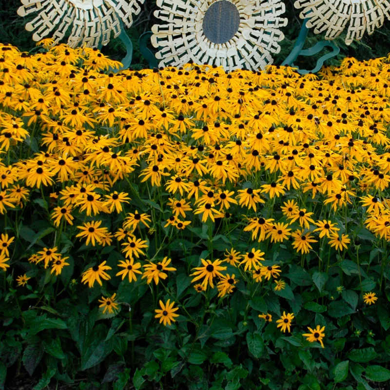 Rudbeckia 'Goldsturm' - Rudbeckie 'Goldsturm'
