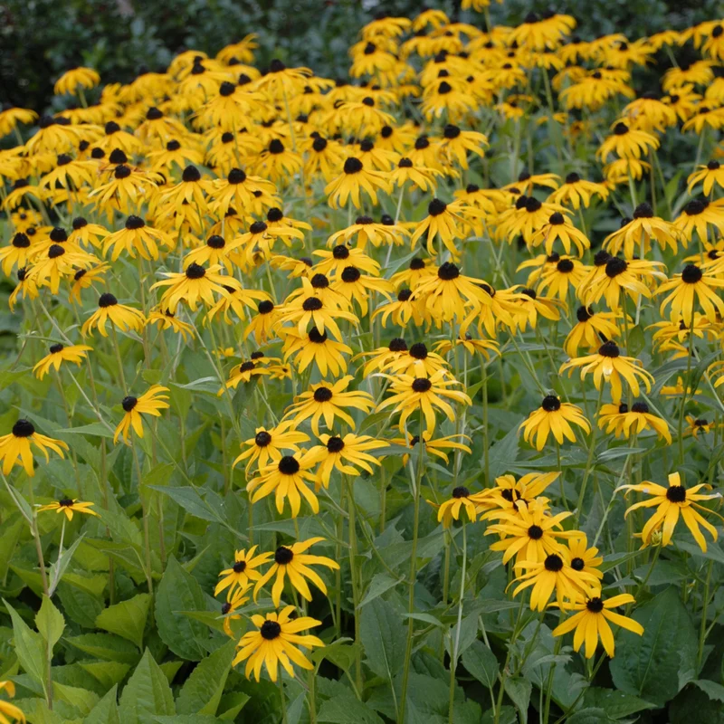 Rudbeckia 'Goldsturm' - Rudbeckie 'Goldsturm'