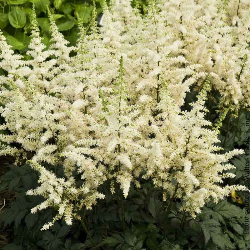Astilbe de Chine 'VISION IN WHITE®'