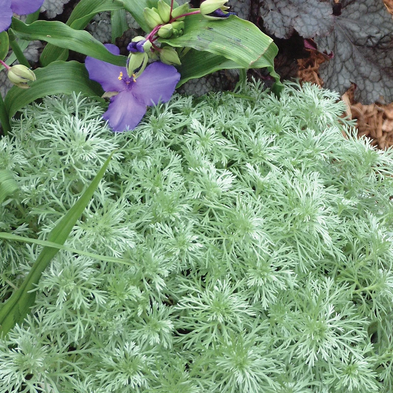 Artemisia schmidtiana 'Silver Mound' - Armoise 'Silver Mound'