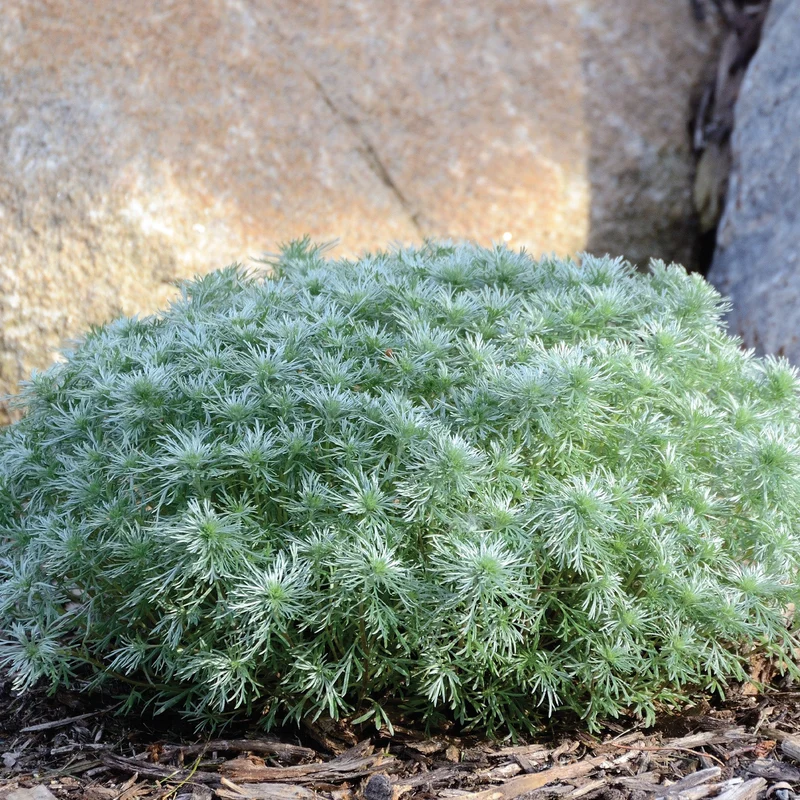 Artemisia schmidtiana 'Silver Mound' - Armoise 'Silver Mound'
