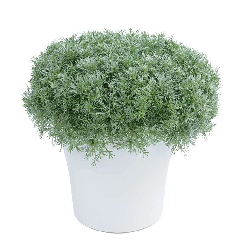 Artemisia schmidtiana 'Silver Mound' - Armoise 'Silver Mound'