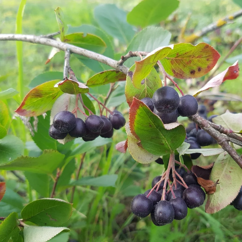 Aronia melanocarpa 'Viking' – Aronie à fruits noirs 'Viking'