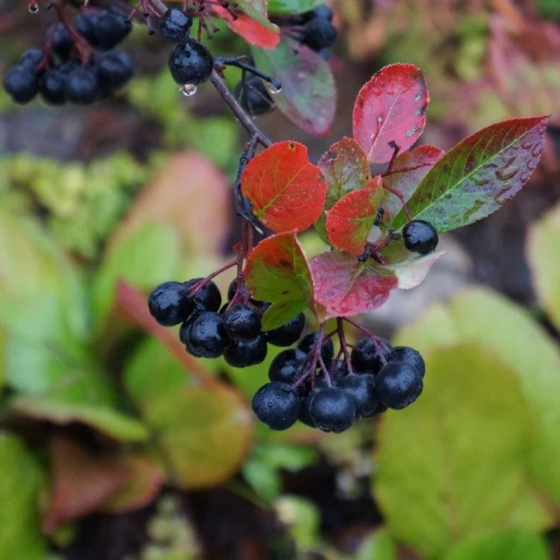 Aronia melanocarpa 'Viking' – Aronie à fruits noirs 'Viking'