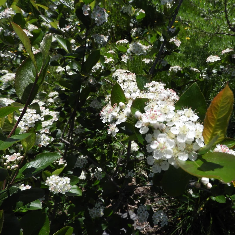 Aronia melanocarpa 'Viking' – Aronie à fruits noirs 'Viking'