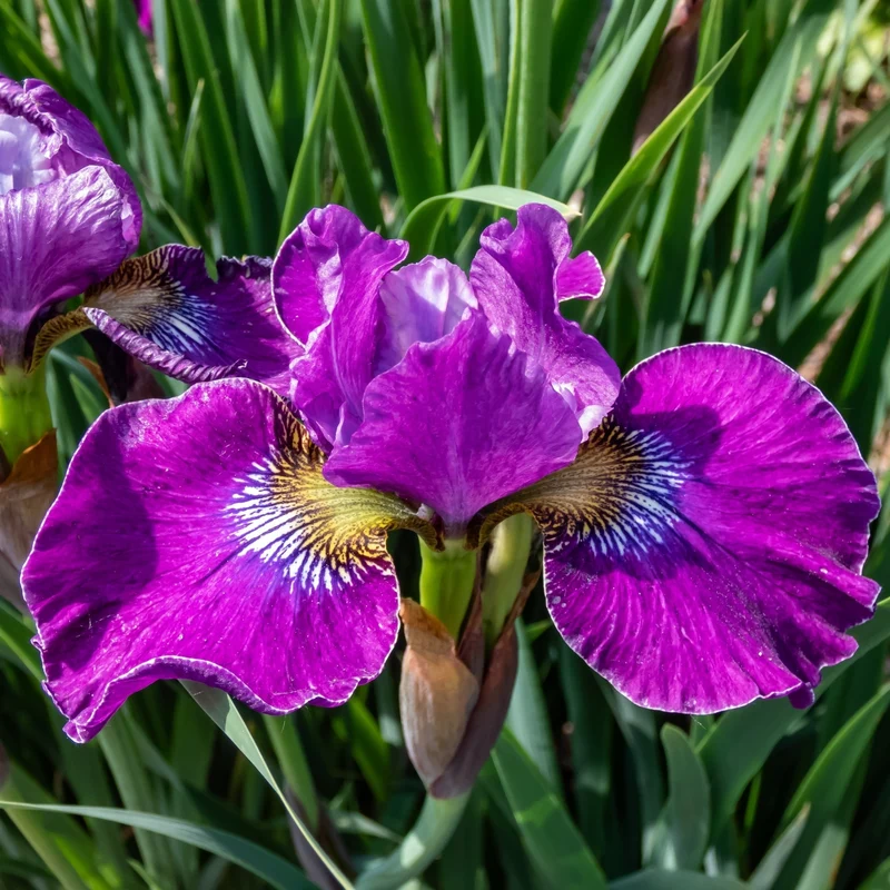 Iris de Sibérie 'Lady Vanessa'