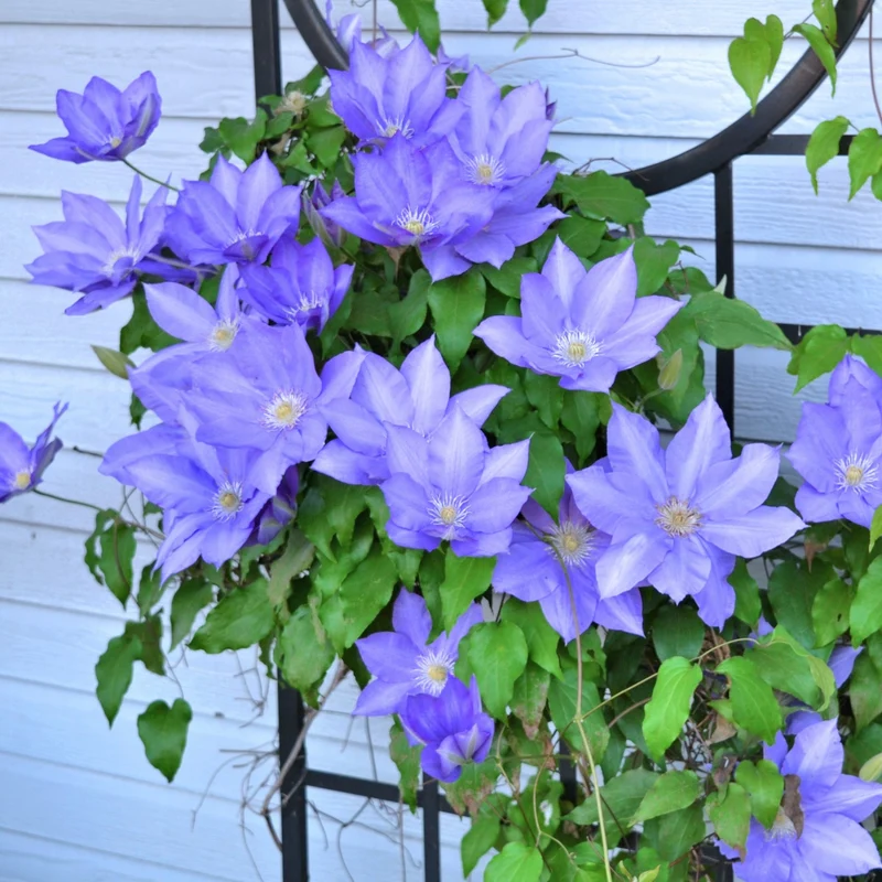 Clématite 'H.F. Young'