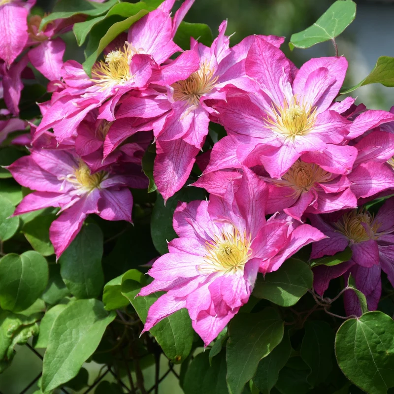 Clematis 'Asao' - Clématite 'Asao'