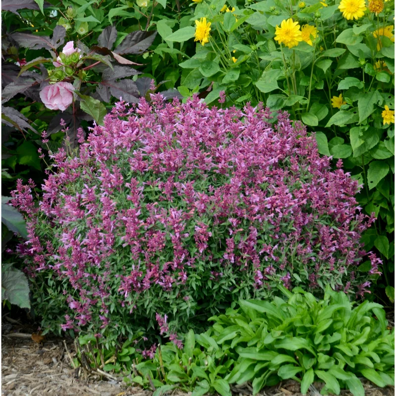 Agastache 'Rosie Posie'