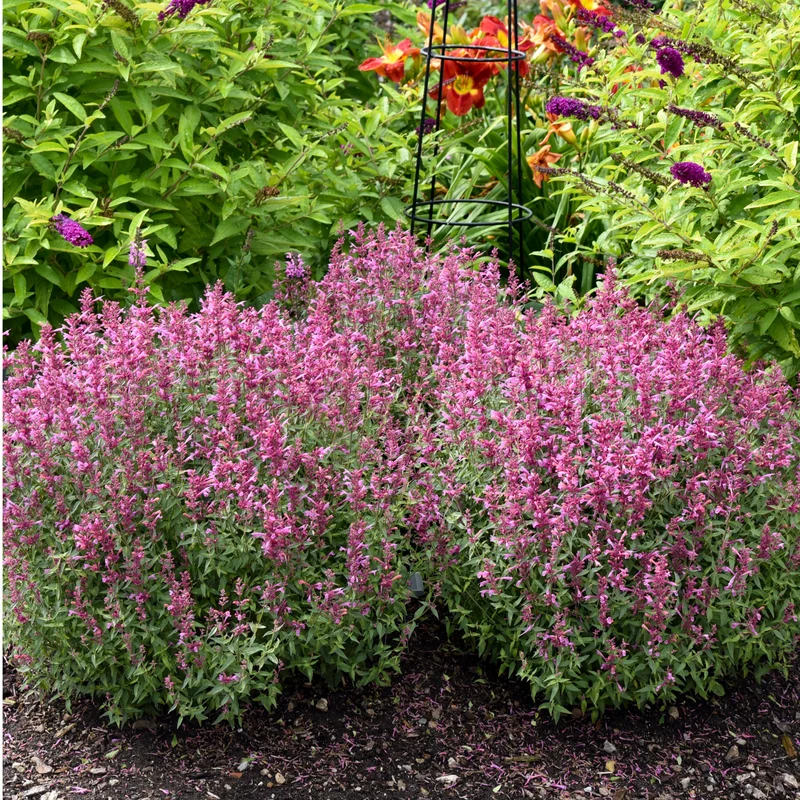 Agastache 'Rosie Posie'