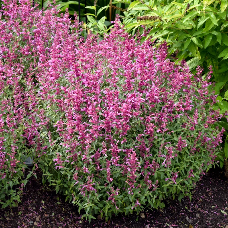 Agastache 'Rosie Posie'