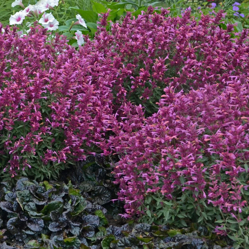 Agastache 'Rosie Posie'