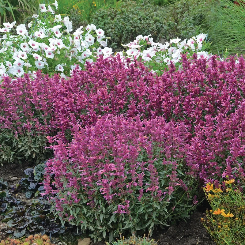 Agastache 'Rosie Posie'