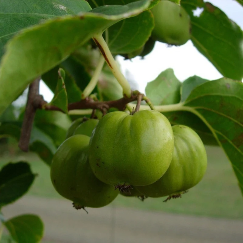 Kiwi arctique 'Chung Bai' (femelle) - Actinidia arguta 'Chung Bai'
