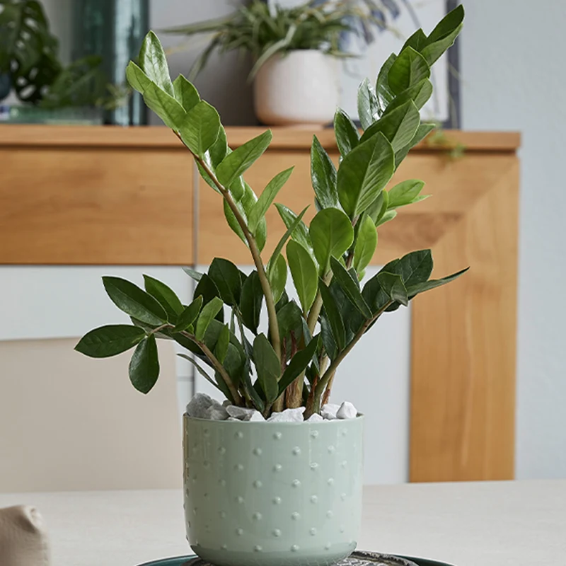 Zamioculcas Zamiifolia - Plante ZZ, Faux Zamier