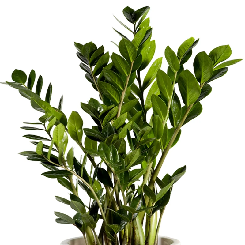 Zamioculcas Zamiifolia - Plante ZZ, Faux Zamier