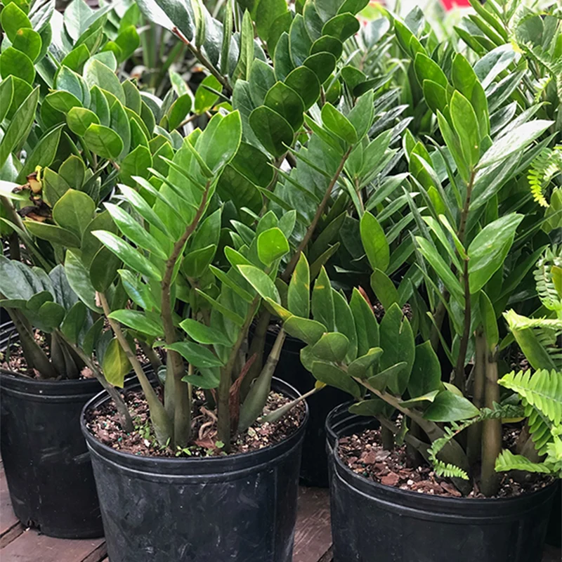 Zamioculcas Zamiifolia - Plante ZZ, Faux Zamier