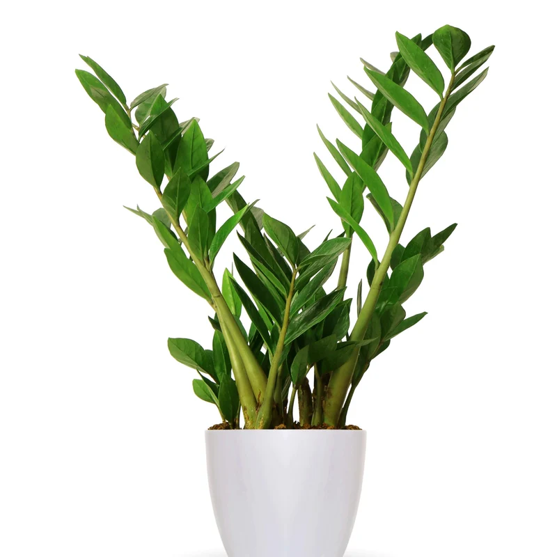Zamioculcas Zamiifolia - Plante ZZ, Faux Zamier