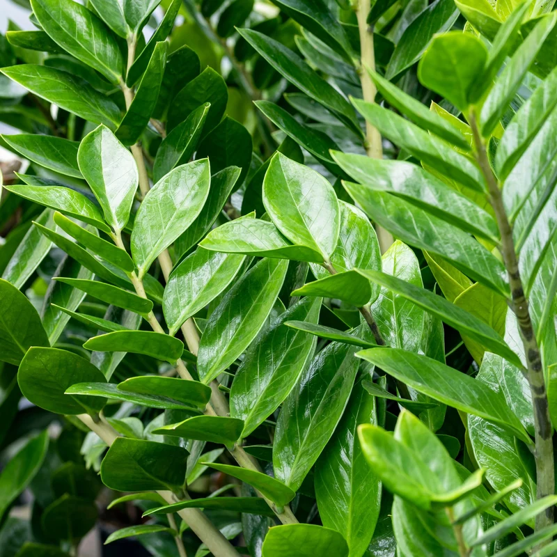 Zamioculcas Zamiifolia - Plante ZZ, Faux Zamier