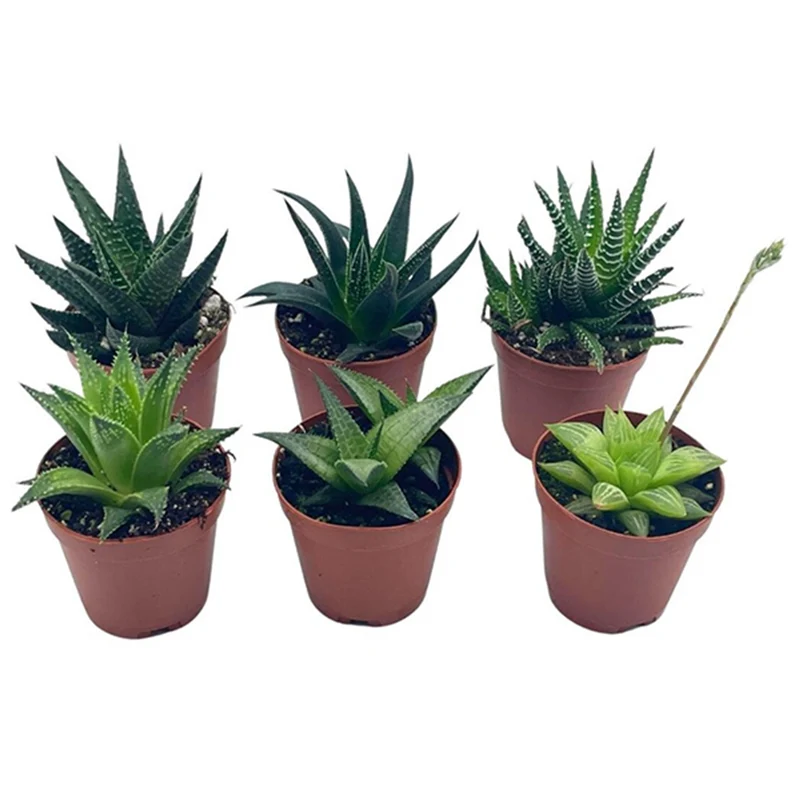 Assortiment d'Haworthia