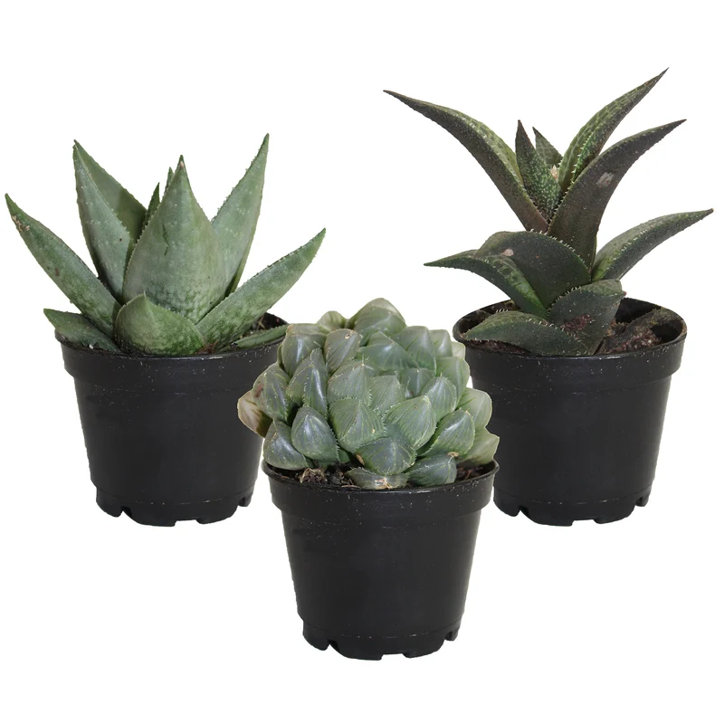 Assortiment d'Haworthia Bambino