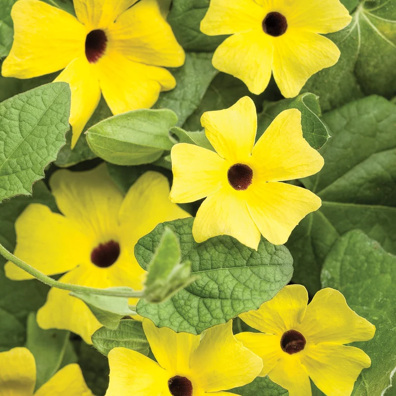 Thunbergia alata Lemon A-PEEL® – Thunbergie Ailée Lemon A-PEEL®