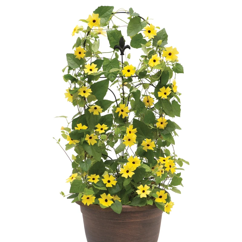 Thunbergia alata Lemon A-PEEL® – Thunbergie Ailée Lemon A-PEEL®