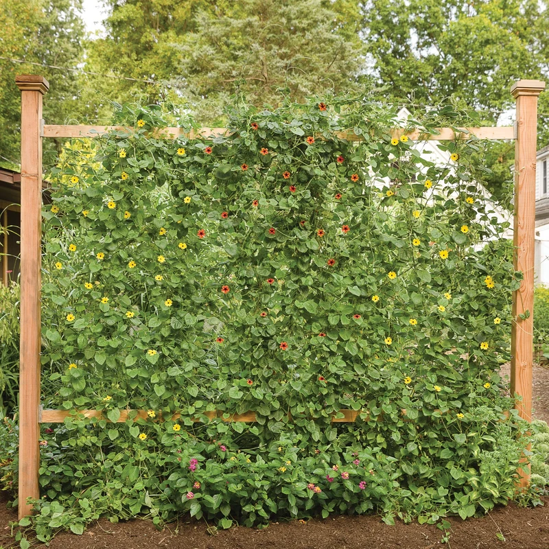 Thunbergia alata Lemon A-PEEL® – Thunbergie Ailée Lemon A-PEEL®