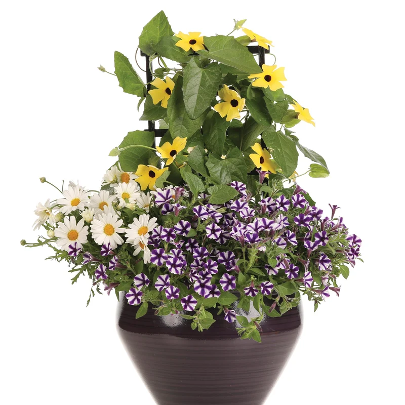 Thunbergia alata Lemon A-PEEL® – Thunbergie Ailée Lemon A-PEEL®