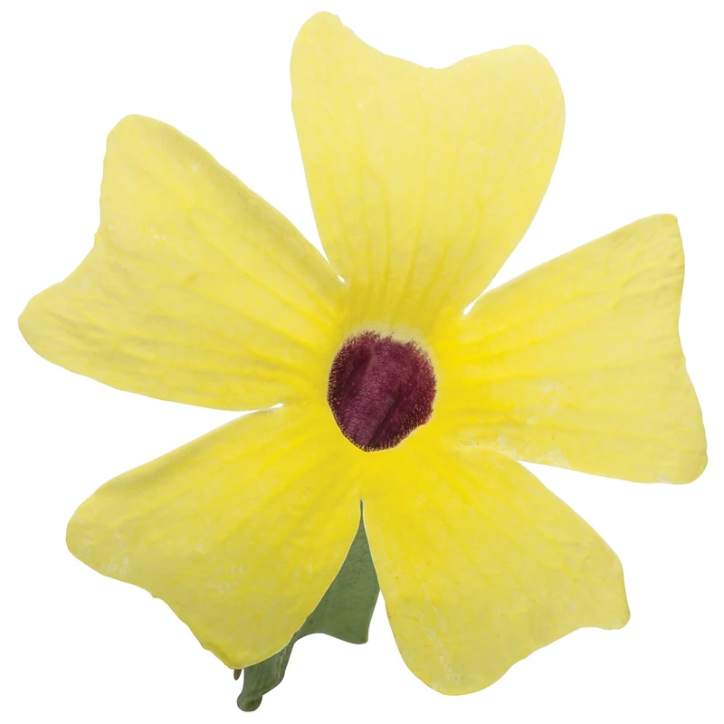 Thunbergia alata Lemon A-PEEL® – Thunbergie Ailée Lemon A-PEEL®
