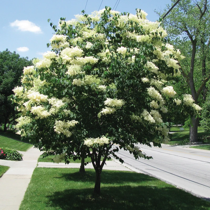 Syringa reticulata 'Ivory Silk®' – Lilas japonais 'Ivory Silk®'