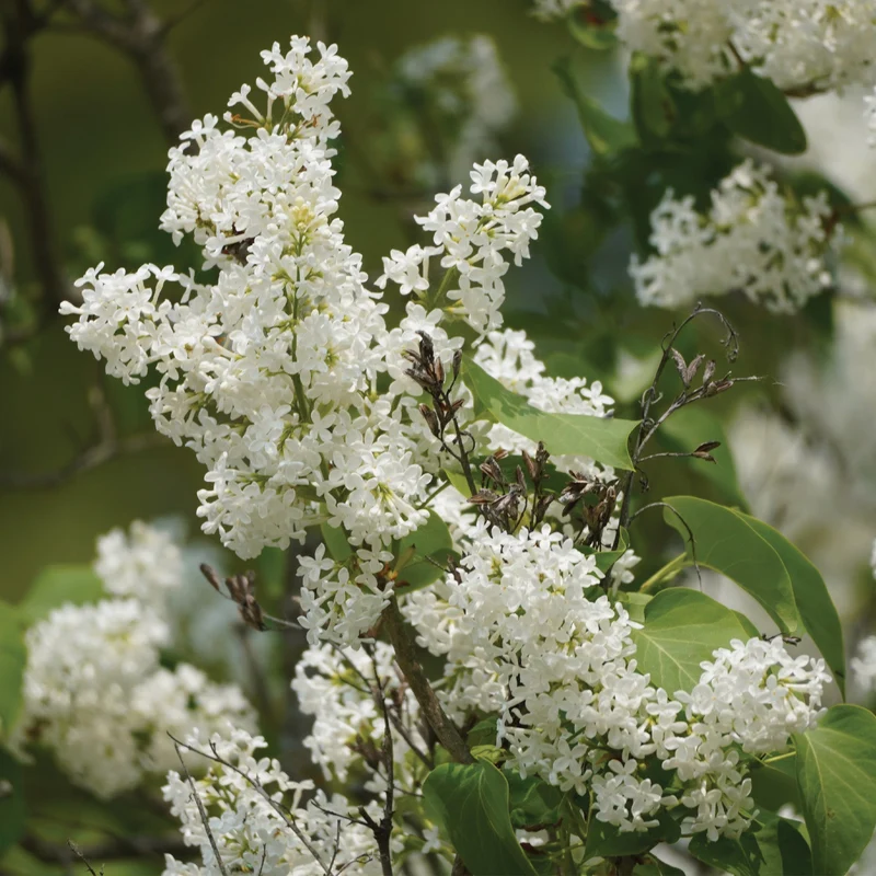 Syringa reticulata 'Ivory Silk®' – Lilas japonais 'Ivory Silk®'