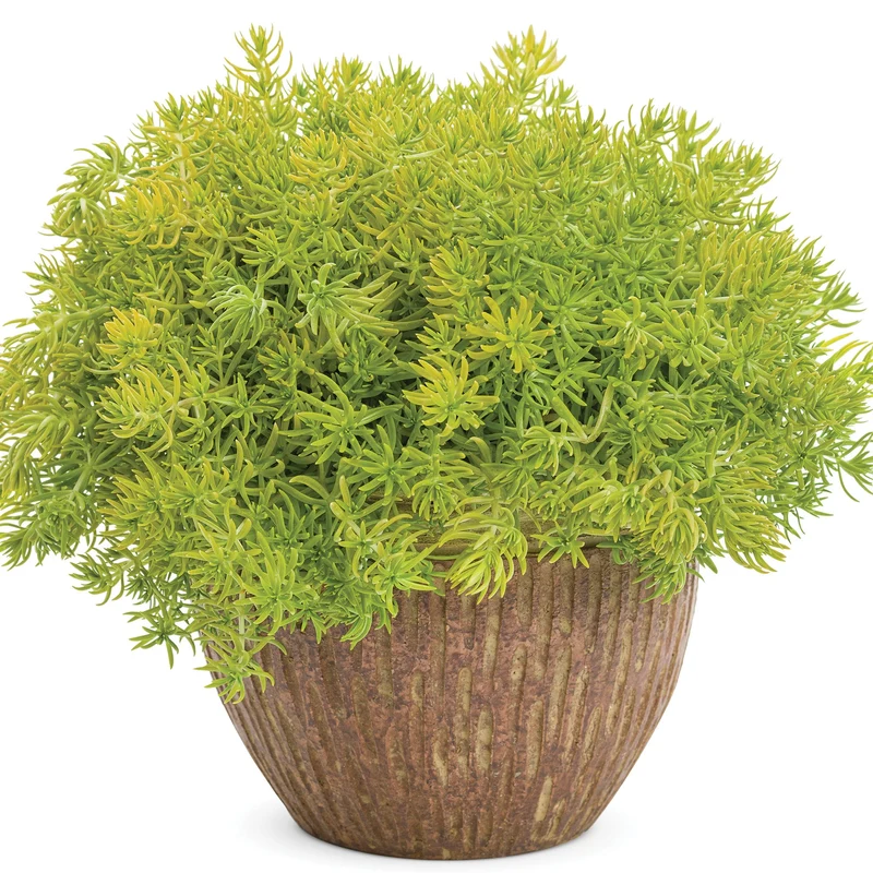 Sedum mexicanum 'Lemon Coral®' - Orpin 'Lemon Coral®'