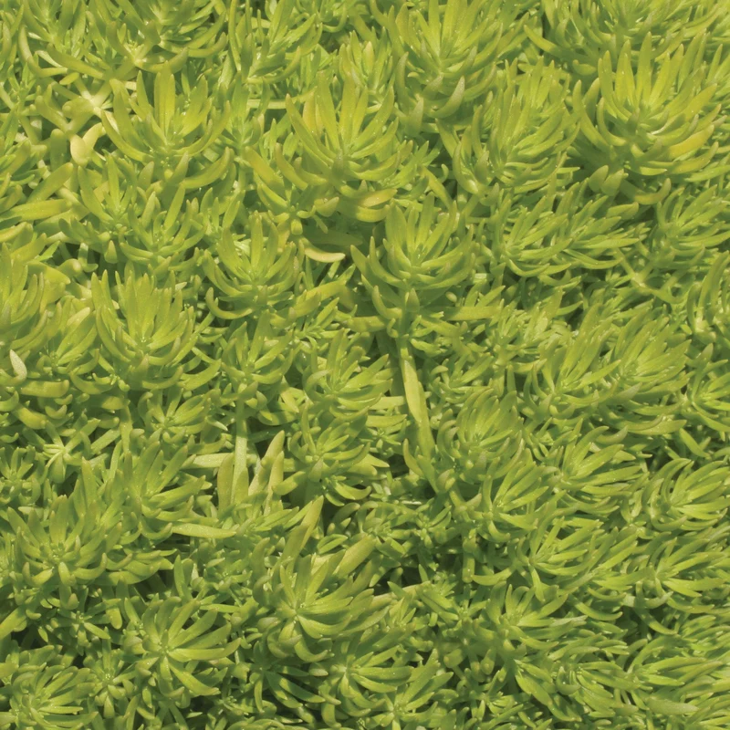 Sedum mexicanum 'Lemon Coral®' - Orpin 'Lemon Coral®'