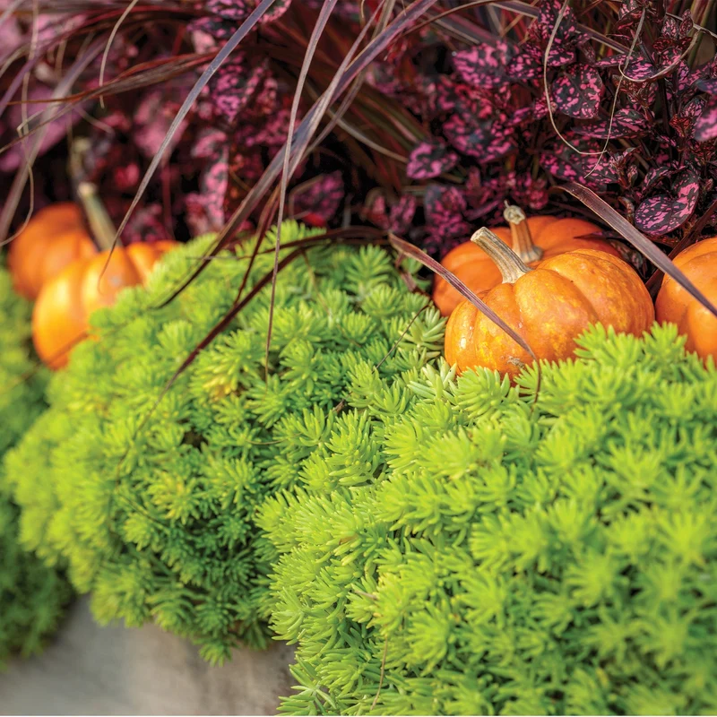 Sedum mexicanum 'Lemon Coral®' - Orpin 'Lemon Coral®'