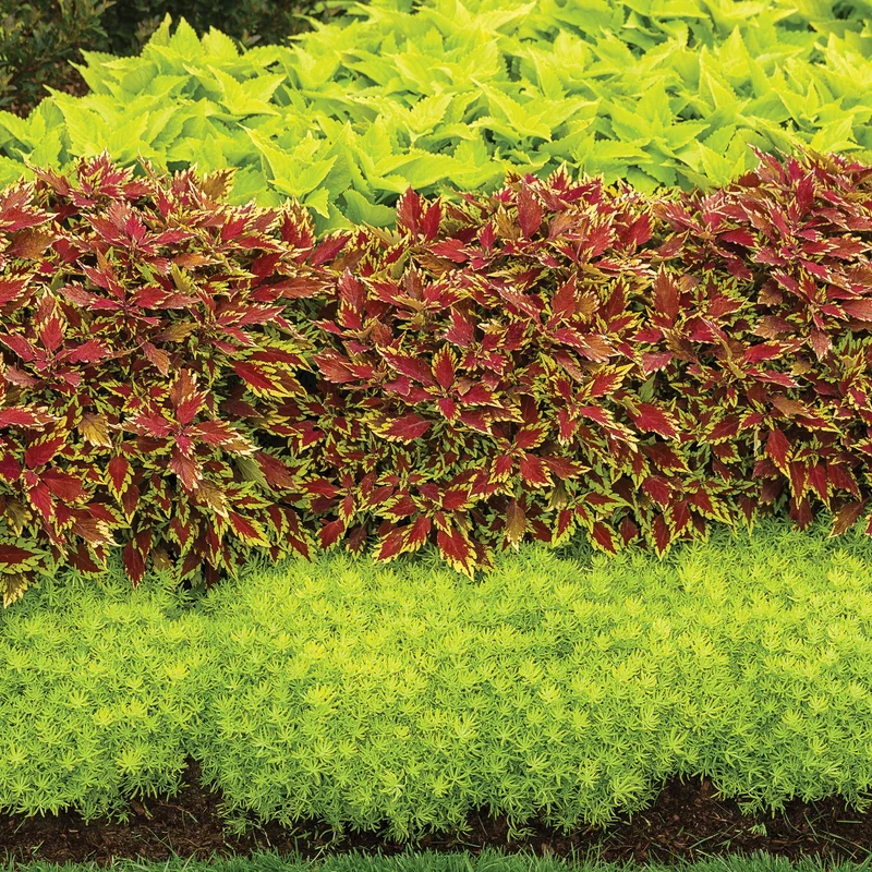 Sedum mexicanum 'Lemon Coral®' - Orpin 'Lemon Coral®'