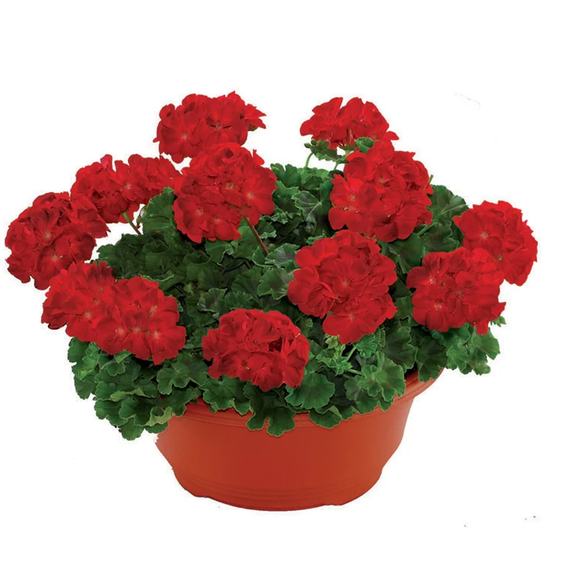 Géranium zonal RE-AL® Lucignolo