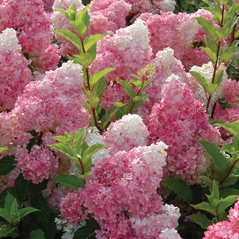 Hydrangea paniculata 'Vanilla Strawberry®' – Hydrangée Vanille Fraise®