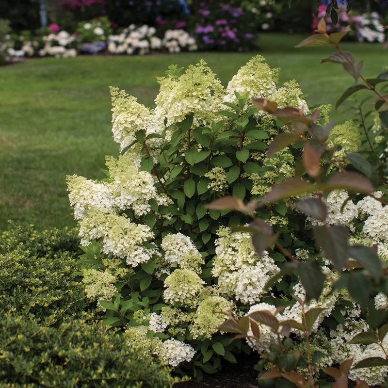 Hydrangea paniculata 'Vanilla Strawberry®' – Hydrangée Vanille Fraise®