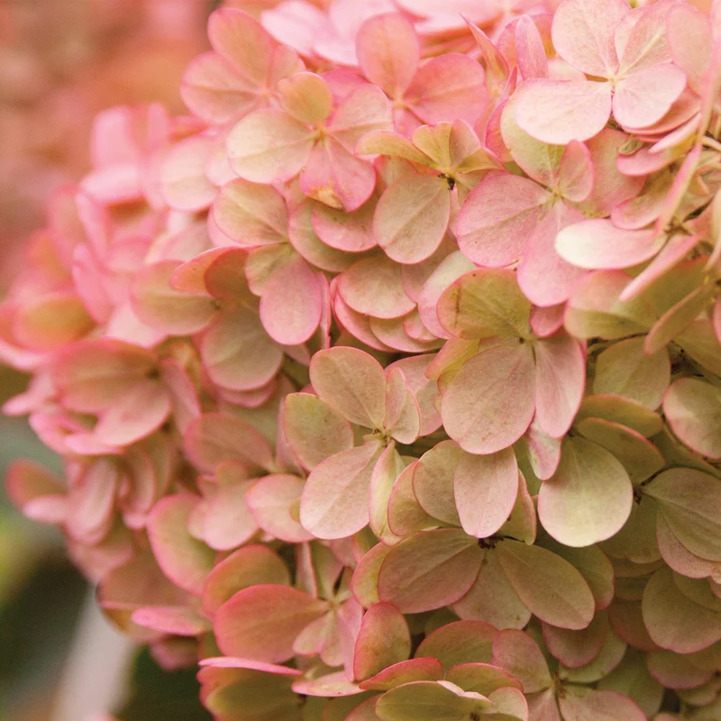 Hydrangea paniculata 'Vanilla Strawberry®' – Hydrangée Vanille Fraise®