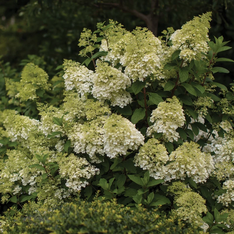 Hydrangea paniculata 'Vanilla Strawberry®' – Hydrangée Vanille Fraise®