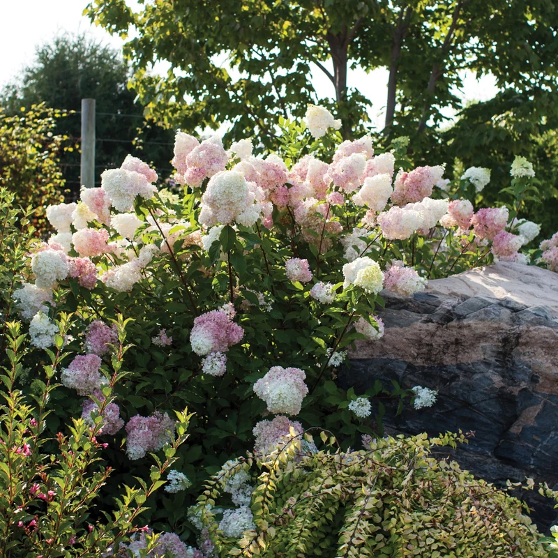 Hydrangea paniculata 'Vanilla Strawberry®' – Hydrangée Vanille Fraise®