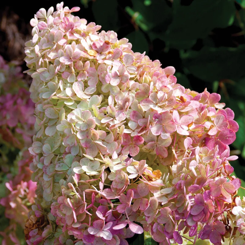 Hydrangea paniculata 'Vanilla Strawberry®' – Hydrangée Vanille Fraise®