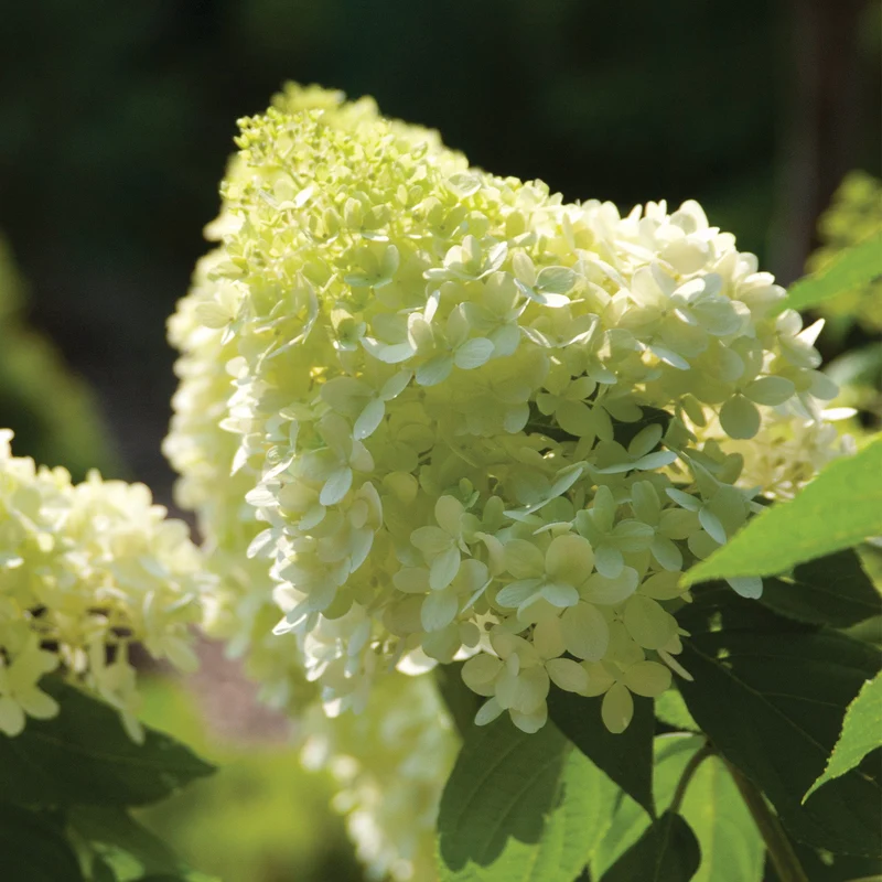 Hydrangea paniculata 'Vanilla Strawberry®' – Hydrangée Vanille Fraise®