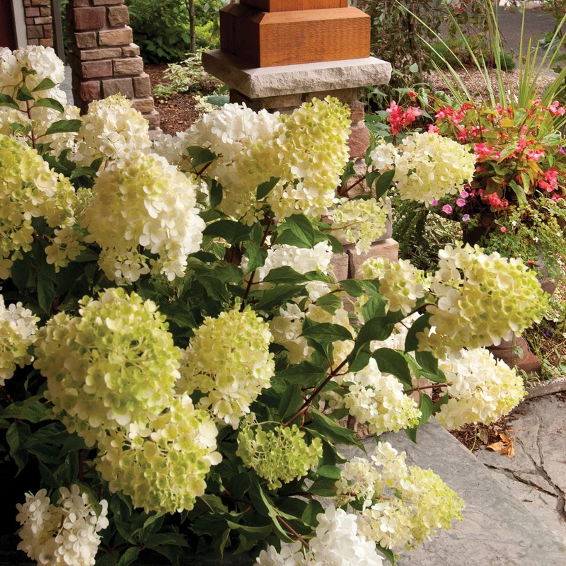 Hydrangea paniculata 'Vanilla Strawberry®' – Hydrangée Vanille Fraise®