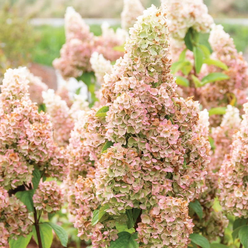 Hydrangea paniculata 'Moonrock®' – Hydrangée paniculée 'Moonrock'®