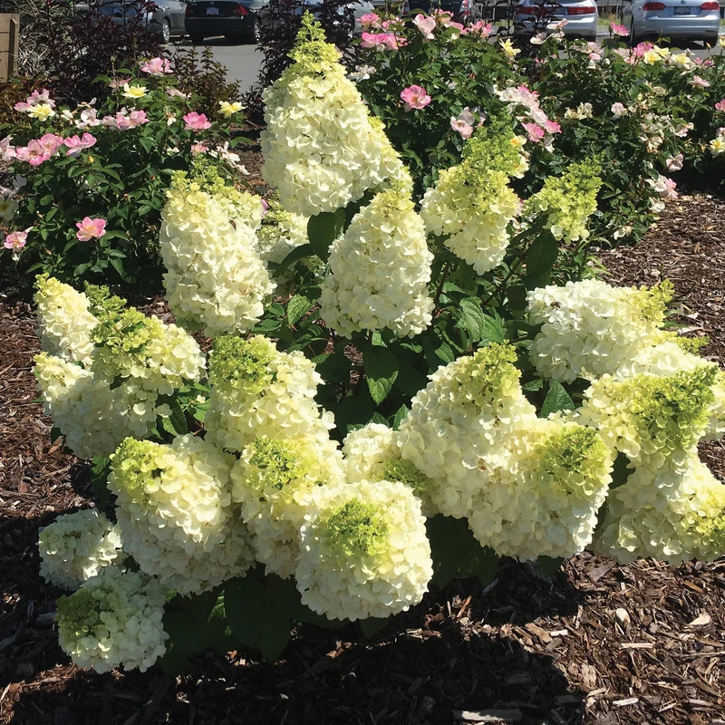 Hydrangea paniculata 'Moonrock®' – Hydrangée paniculée 'Moonrock'®