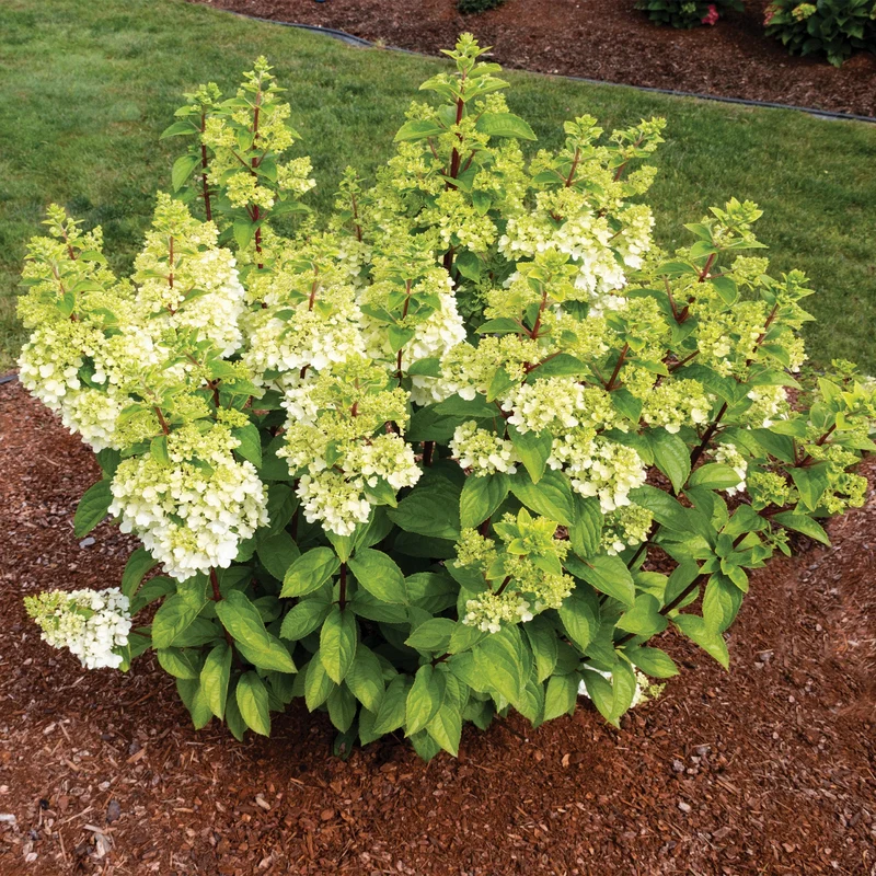 Hydrangea paniculata 'Moonrock®' – Hydrangée paniculée 'Moonrock'®